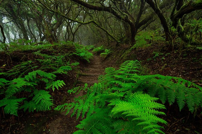 Tenerife Wonder Walk - Price and value: what $240.05 is buying you