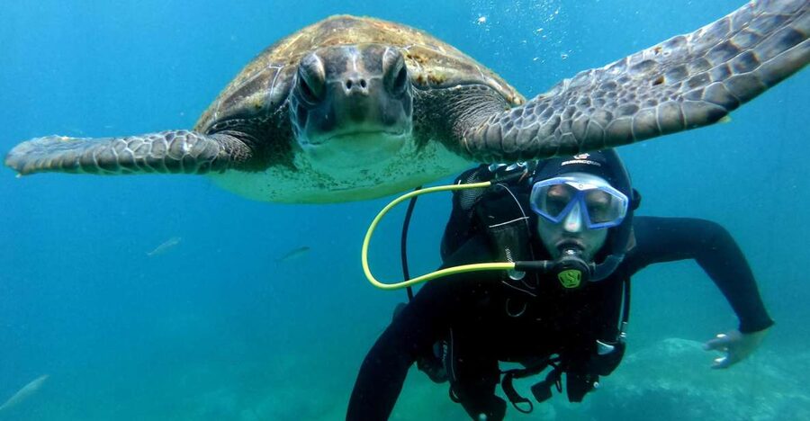 Tenerife: Your First Scuba Diving Experience in Turtle Area - Key things I’d bank on before you go