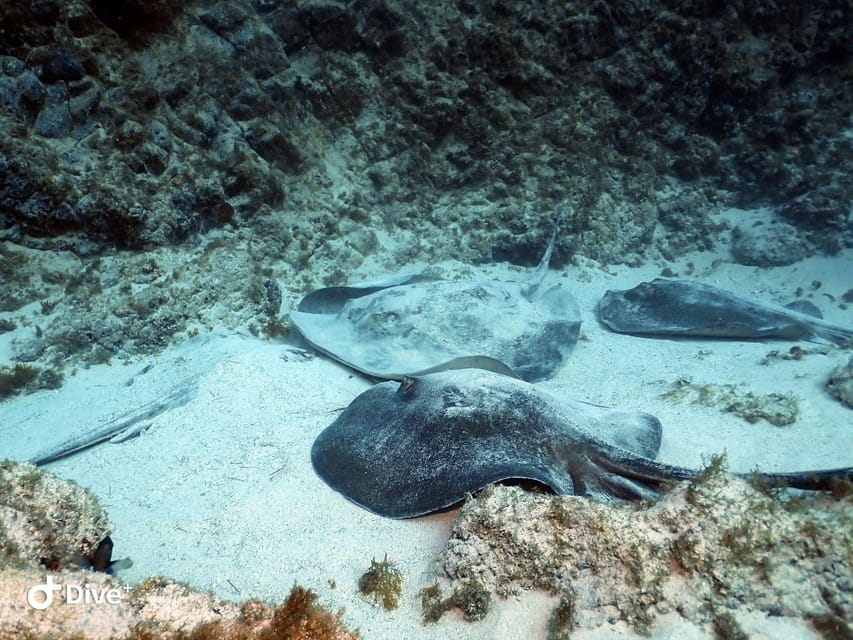 Tenerife: Your First Scuba Diving Experience in Turtle Area - The most praised parts, based on real guide behaviors