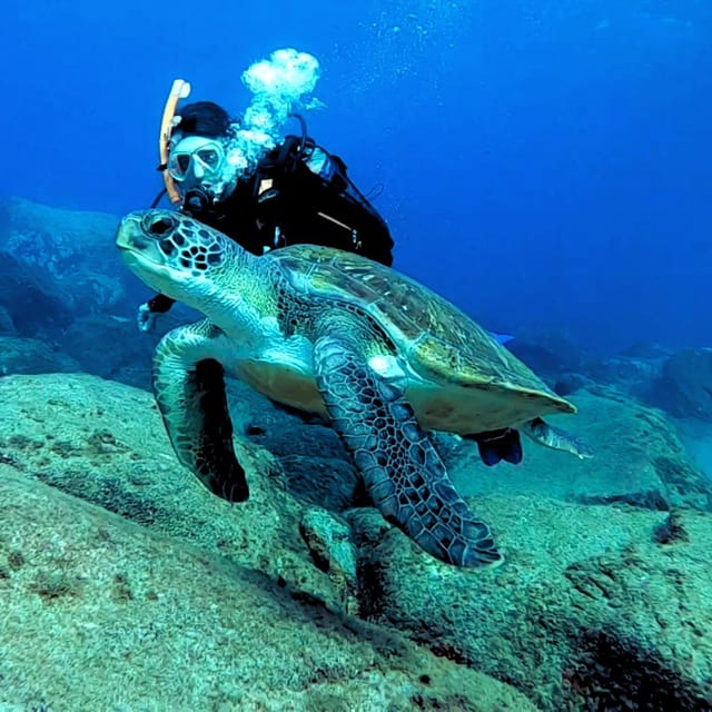 Tenerife: Your First Scuba Diving Experience in Turtle Area - Snorkeling safari after the scuba session, with a second chance at turtles