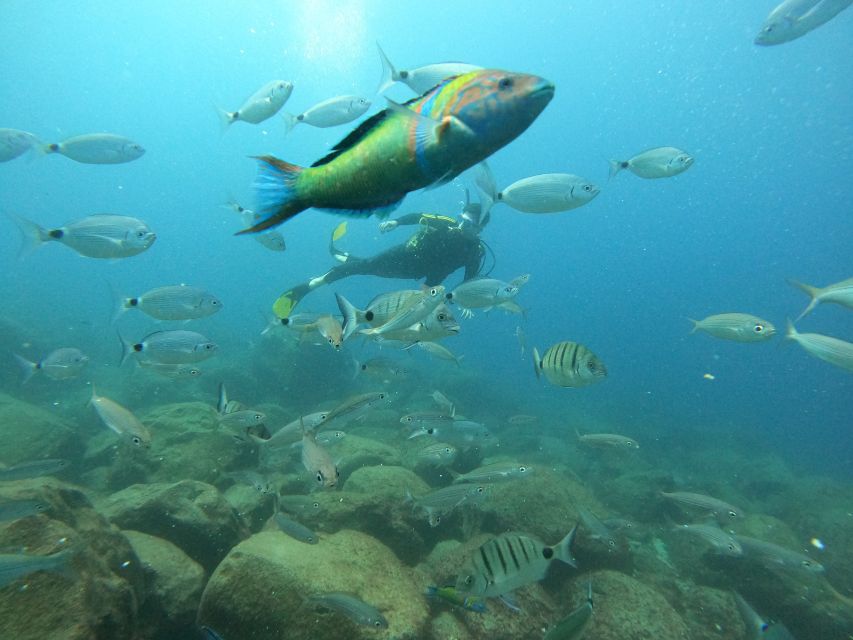 Tenerife: Your First Scuba Diving Experience in Turtle Area - Boat ride back and the calm end of a high-adrenaline activity