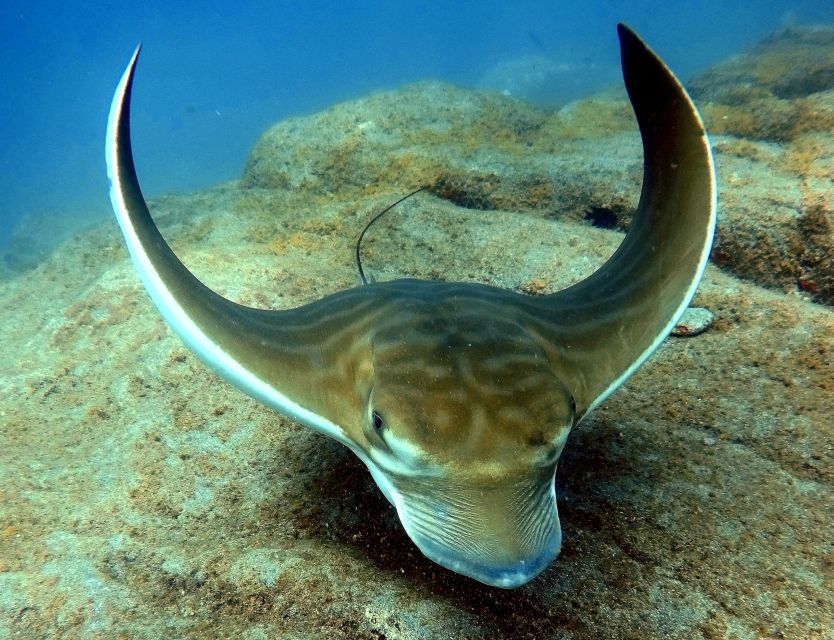 Tenerife: Your First Scuba Diving Experience in Turtle Area - Who this is best for, and who should skip it