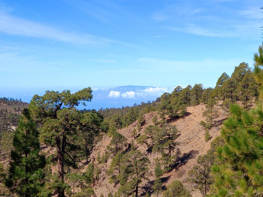 The Wow Factor Walk - Pine Forest Finish, a Surprising Ending View