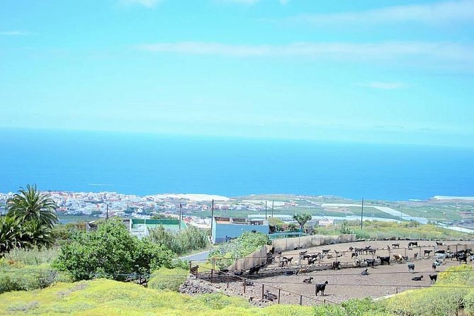 Tour Around the Island - Private VIP Tour in Tenerife - El Palmar de Vejer and Candelaria: Agriculture and Guanches by the Sea