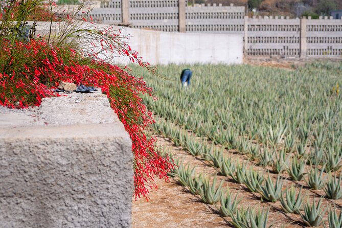 Tour Visiting banana plantation and winery in Tenerife - The road to Vilaflor: views, altitude mood, and when to bring a light layer