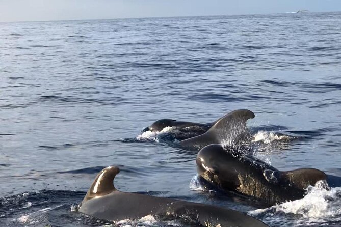 Tour with Whale and Dolphin Watching plus food included - Price value: why $47.06 can make sense here