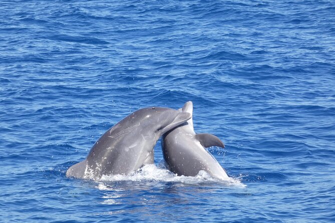 Tour with Whale and Dolphin Watching plus food included - Who should book this whale and dolphin cruise