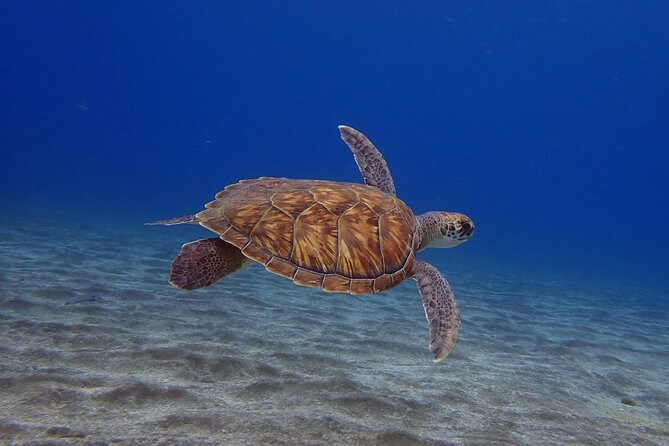 Try Dive in Abades Bay with a private instructor - Key things that make this Abades Bay experience worth it