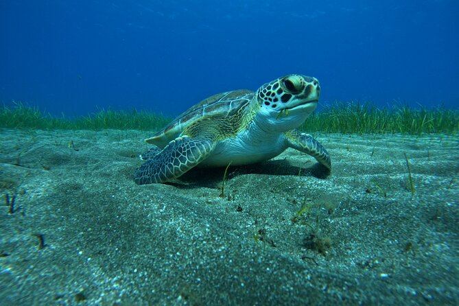 Try Dive in Abades Bay with a private instructor - Why Abades Bay is such a smart place for your first scuba session