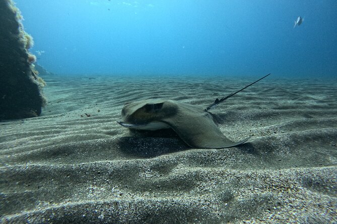 Try Dive in Abades Bay with a private instructor - Private instruction: why two divers per instructor changes everything