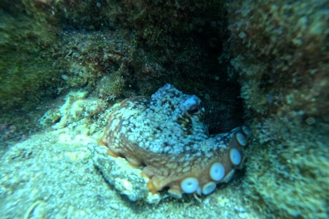 Try Dive in Abades Bay with a private instructor - Equipment and comfort basics you should think about before you go