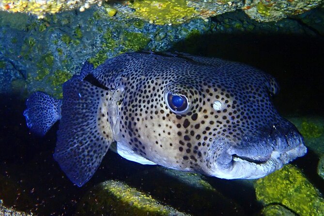 Try Dive in Abades Bay with a private instructor - Who this works best for