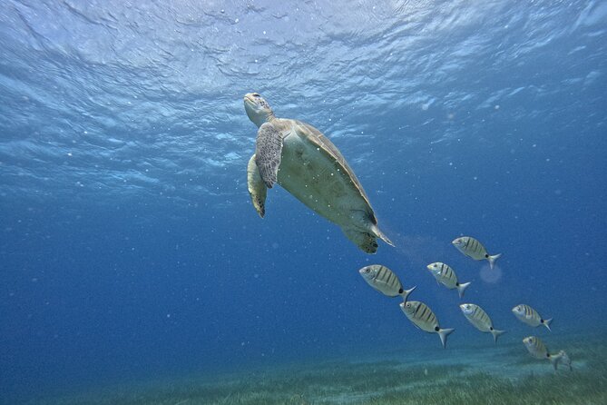 Try Dive in Abades Bay with a private instructor - Price, what’s included, and where the value really comes from