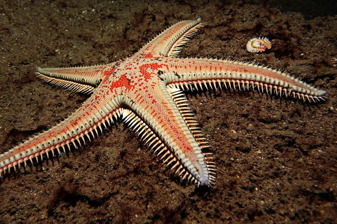 Try Dive - PADI Discover Scuba Diving in Tenerife - Land Practice First, So the Water Does Not Feel Like a Surprise