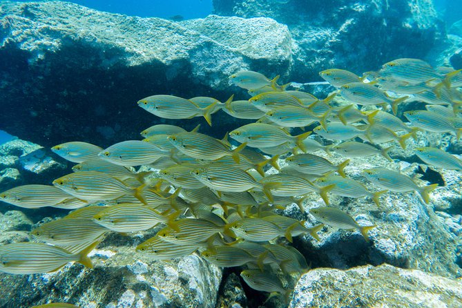 Try Dive - PADI Discover Scuba Diving in Tenerife - Practical Timing Tips for a 3:00 pm Start in Tenerife