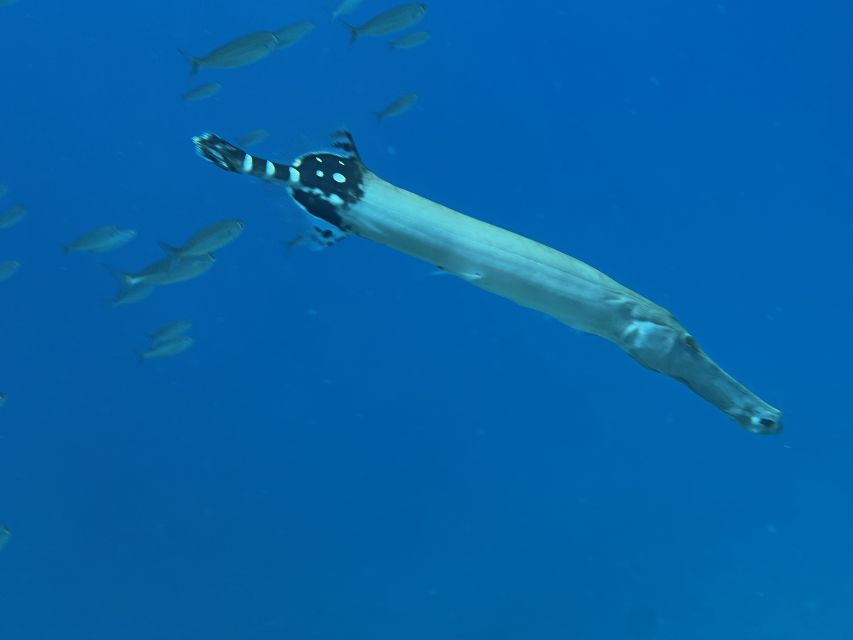 Try diving for the first time in turtle area - The 2.5 hours flow: land practice, water comfort, then marine time