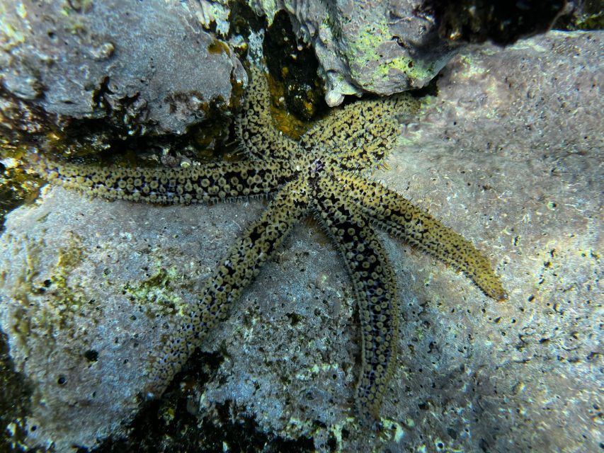 Try diving for the first time in turtle area - What you may see underwater: turtles, starfish, reefs, and fish