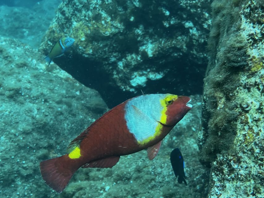 Try diving for the first time in turtle area - Gear and comfort: neoprene, fins, and what to bring