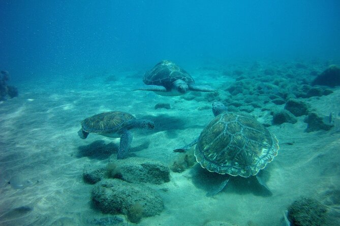 Try Scuba Diving in a turtle area (boat) - One-on-one instruction: how you get confidence fast in a controlled setting