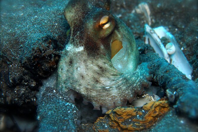 Try Scuba Diving in a turtle area (boat) - Who this try-scuba session suits best, and who should plan extra care