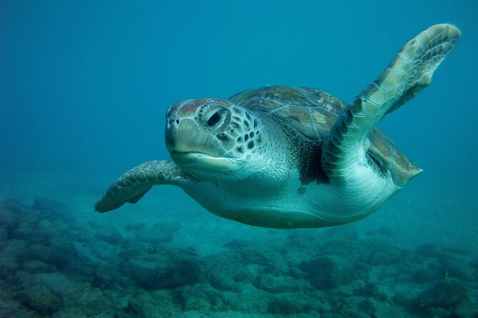 Try Scuba Diving in a turtle area (boat) - Tenerife aftercare rules: flights and Teide altitude wait times