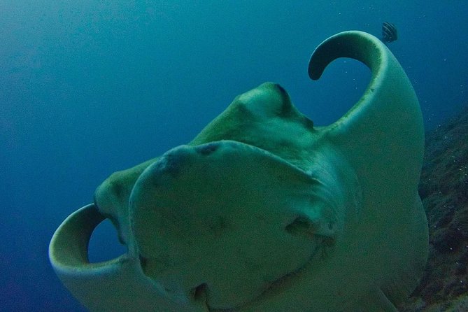 TRY SCUBA DIVING with a Dedicated Instructor - Key Things That Make This Try Scuba Session Worth Your Time