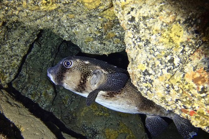 TRY SCUBA DIVING with a Dedicated Instructor - Photo Keepsakes and the Post-Water Reset