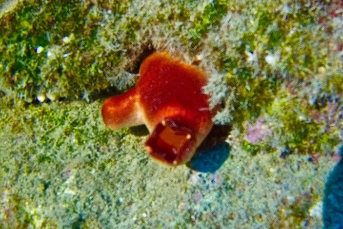 TRY SCUBA DIVING with a Dedicated Instructor - Price and Value: Is $145.12 a Good Deal for Tenerife?