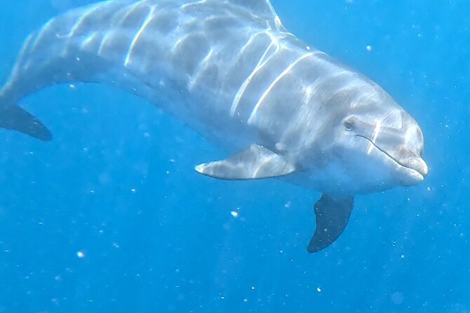 Turtle and Dolphin Watching Kayaking and Snorkeling Tour - Your wildlife checklist: turtles, dolphins, and stingrays (what that means in practice)