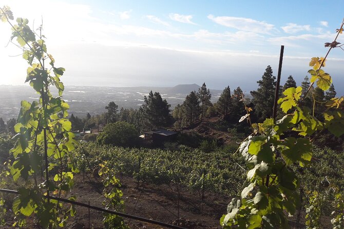 Visit to Arafo Mountain Vineyard and Organic Wine Tasting - Group size and the English-language guide experience