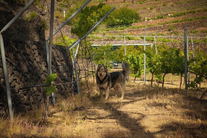 Visit to Arafo Mountain Vineyard and Organic Wine Tasting - Price value: how $78.02 stacks up for what you get