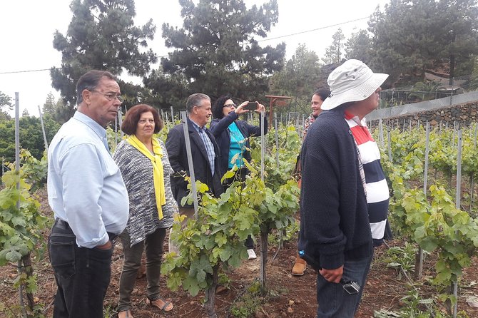 Visit to Arafo Mountain Vineyard and Organic Wine Tasting - Stop 1: the ecological vineyard walk, mountain viticulture, and lava soil