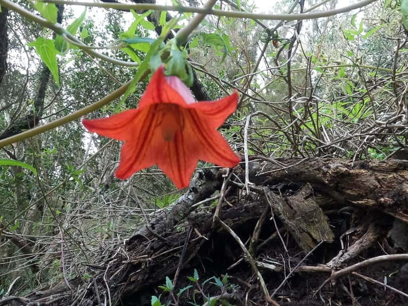 Volcanes, Viñedos y Laurisilva – Santiago del Teide - What the guide adds: Alexi’s focus on flora and fauna