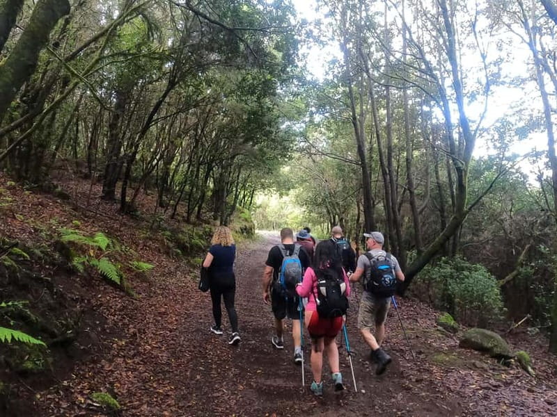 Volcanes, Viñedos y Laurisilva – Santiago del Teide - Pacing, distance, and who should book (and who should not)