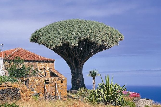 Volcano Teide - Masca ravine. Guided Tour from Puerto de la Cruz - Tenerife - Price and Value: What $77.24 Covers and Why It Feels Fair