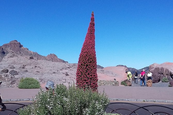 Volcano Teide - Masca ravine. Guided Tour from Puerto de la Cruz - Tenerife - Garachico: Lava-Scarred Town Time for a Real Town Feel