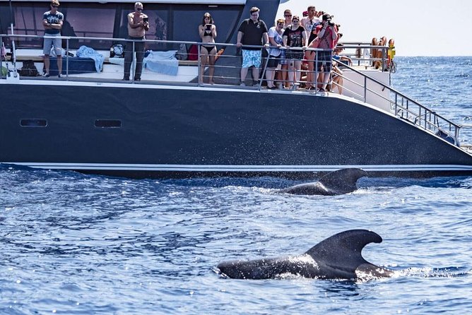 Western Tenerife Cruise with Lunch and Open Bar - Drinks on Board: Unlimited on the Longer Trip, Bar Service on the Shorter One
