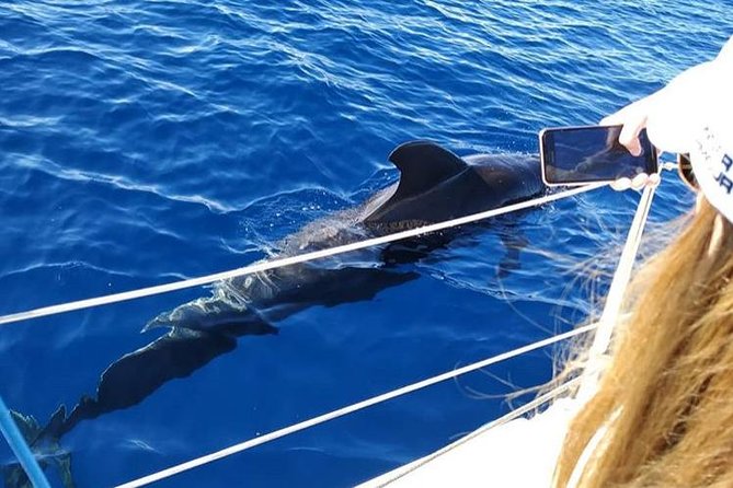 Whale and Dolphin Small Group Sailing from Tenerife South - Price and Value: Is $60.49 for 3 Hours a Good Deal?