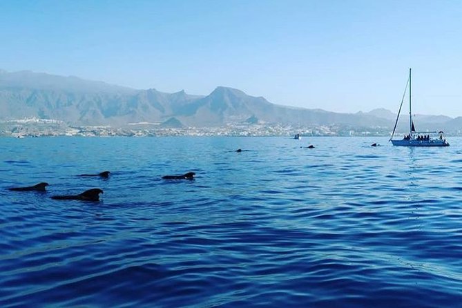 Whale and Dolphin Small Group Sailing from Tenerife South - Dolphins Near Shore: The Part That Makes People Smile