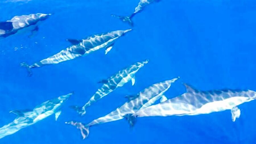Whale and Dolphin Watching Sailing Tour – Los Gigantes (3H) - Key highlights you will actually care about