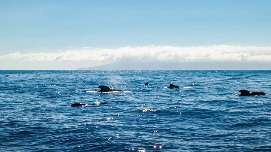 Whale and Dolphin Watching Sailing Tour – Los Gigantes (3H) - Should you book the Whale and Dolphin Watching Sailing Tour from Los Gigantes?