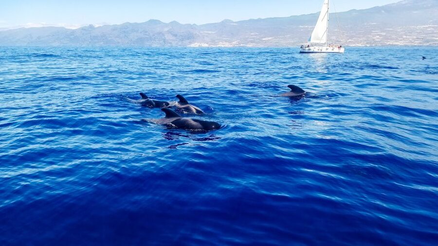 Whale and Dolphin Watching Sailing Tour – Los Gigantes (3H) - Los Gigantes from the water: why the cliffs matter