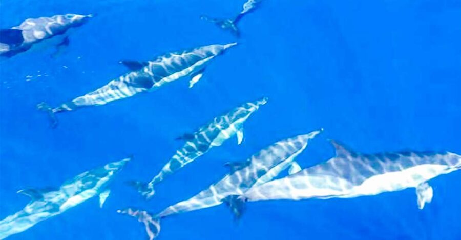 Whale and Dolphin Watching Sailing Tour – Los Gigantes (3H) - What you are really watching for in Teno-Rasca