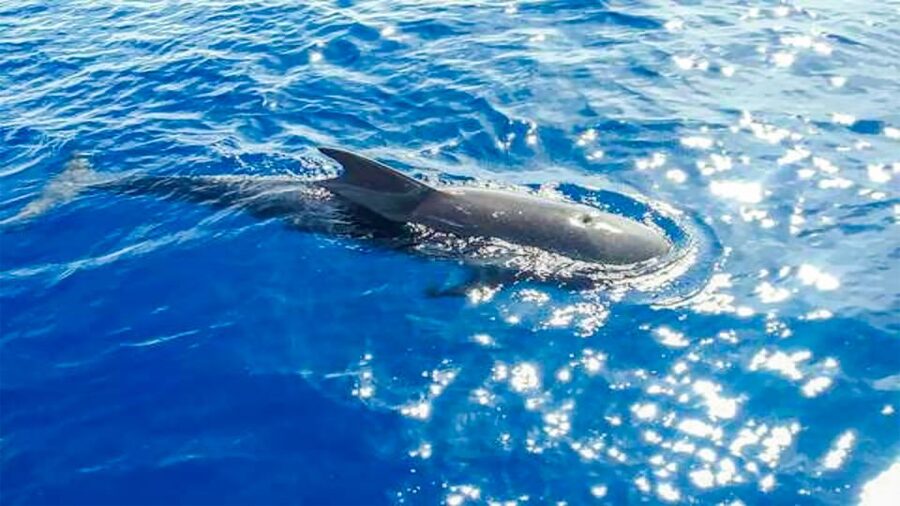 Whale and Dolphin Watching Sailing Tour – Los Gigantes (3H) - The 3-hour rhythm: sailing, wildlife spotting, then the cove swim
