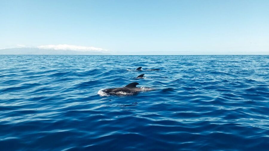 Whale and Dolphin Watching Sailing Tour – Los Gigantes (3H) - On the El Mojo Picón: comfort that helps you enjoy the hunt
