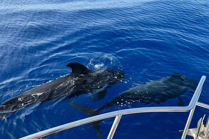 Whale and dolphin watching tour Los Gigantes and Masca in small groups - Why Los Gigantes feels different from the sea