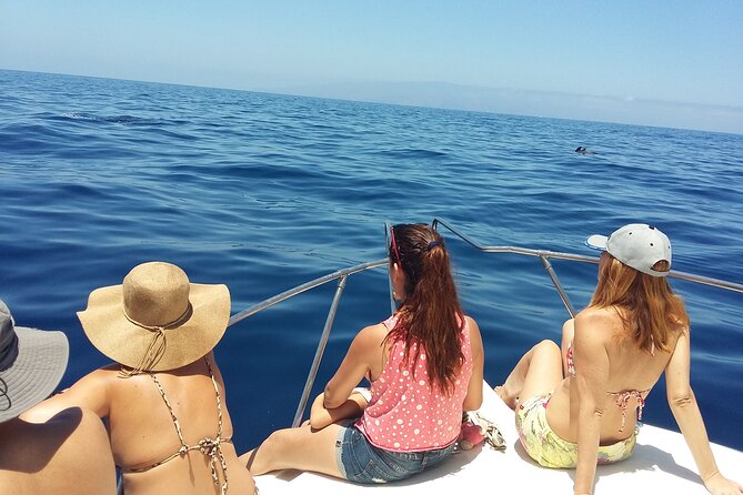Whale and dolphin watching tour Los Gigantes and Masca in small groups - Playa San Juan departure at 10:00 am: what to plan for