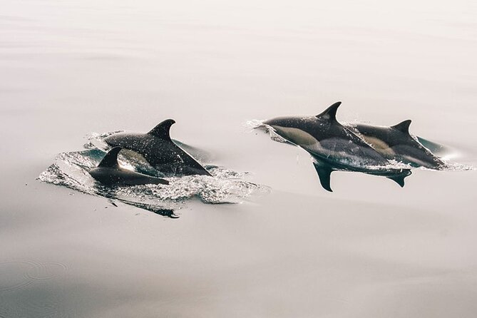 Whale & Dolphin Watching Boat Trip in Tenerife On a Sailing Boat (3 Hr) - Key points before you go