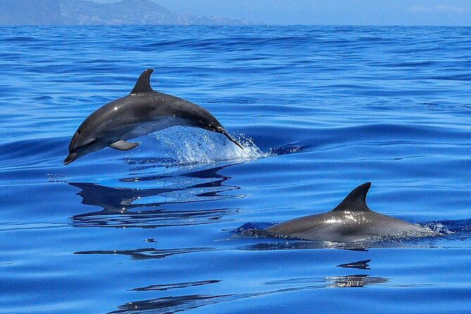 Whale & Dolphin Watching Boat Trip in Tenerife On a Sailing Boat (3 Hr) - The swim stop bay: where the tour turns into a break