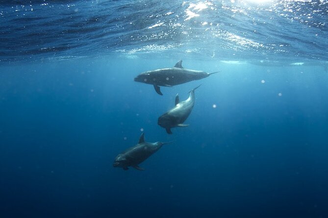 Whale & Dolphin Watching in Tenerife (Puerto Colon) On a Large Catamaran - Open Bar and Included Food: Real Value, Real Comfort